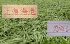 足协杯8强 CCTV5直播两场 !海港能否延续2023年以来都有冠军势头 就看这场